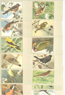OISEAUX - Lot De 13 Cartes (125389) - Birds