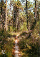 40 - Landes - Sentier Dans La Foret Landaise - CPM - Voir Scans Recto-Verso - Autres & Non Classés