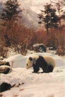 Animaux - Panda - Giant Panda - Chine - China - CPM - Carte Neuve - Voir Scans Recto-Verso - Sonstige & Ohne Zuordnung