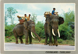 Animaux - Eléphants - Thailande - Thailand - Chiangmai - Elephants Walking Slowly On The Road, Northern Thailand - CPM - - Elefantes