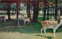 Animaux - Cervidés - Canada - Ontario - Waterford - Deer Park - Zoo - CPM Format CPA - Voir Scans Recto-Verso - Otros & Sin Clasificación