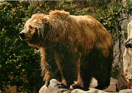 Animaux - Ours - Kodiak Bear - Bear - CPM - Voir Scans Recto-Verso - Bears