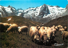 Animaux - Moutons - Pyrénées - Moutons Ou Col D'Aubisque (Alt. 1704 M.) - CPM - Voir Scans Recto-Verso - Altri & Non Classificati