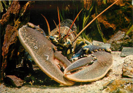 Animaux - Poissons - Aquarium Et Musée D'Arcachon - Homard (Homarus Vulgaris) - Carte Neuve - CPM - Voir Scans Recto-Ver - Poissons Et Crustacés