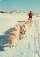 Animaux - Chiens - Samoyèdes - Attelage De Chiens Samoyèdes - CPM - Voir Scans Recto-Verso - Honden