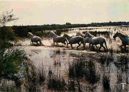 Animaux - Chevaux - Camargue - Chevaux Camarguais Dans Les Marais - CPM - Voir Scans Recto-Verso - Chevaux