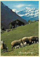 Animaux - Moutons - CPM - Voir Scans Recto-Verso - Altri & Non Classificati