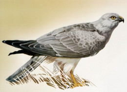 Ukraine 2020, Fauna, Predator Birds, Falcons, Eagles, Birds Of Prey, Post Card - Ukraine