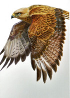 Ukraine 2020, Fauna, Predator Birds, Falcons, Eagles, Birds Of Prey, Post Card - Ukraine