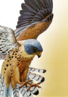 Ukraine 2020, Fauna, Predator Birds, Falcons, Eagles, Birds Of Prey, Post Card - Ucrania