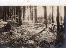 DEPARTEMENT DES VOSGES " AUX BRIMBELLES " DES TRONCS D'ARBRES TOUT DROIT UN TAPIS VERT SOMBRE ( CARTE PHOTO ) - Autres & Non Classés