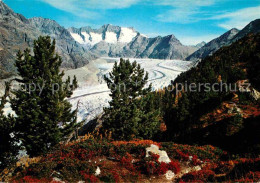 12893007 Aletschgletscher Naturschutzgebiet Aletschwald Mit Wannenhorn Eggishorn - Other & Unclassified