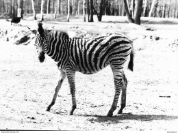 ZEBRE GRANDE PHOTO ORIGINALE 24 X 18 CM - Zebra's