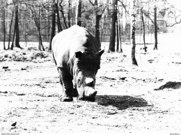 RHINOCEROS  GRANDE PHOTO ORIGINALE 24 X 18 CM R1 - Rinoceronte