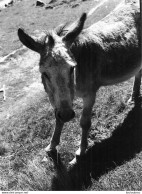 ANE GRANDE PHOTO ORIGINALE 24 X 18 CM - Donkeys