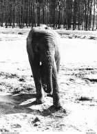 ELEPHANT  GRANDE PHOTO ORIGINALE 24 X 18 CM R1 - Jirafas