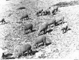 BERGER ET SON TROUPEAU AGRICULTURE ELEVAGE PHOTO ORIGINALE  24 X 18 CM R1 - Métiers