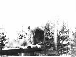 LION   GRANDE PHOTO ORIGINALE 24 X 18 CM R1 - Leoni