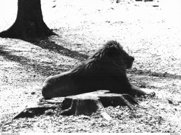 LION   GRANDE PHOTO ORIGINALE 24 X 18 CM - Leones