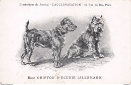 RACE GRIFFON D'ECURIE ILLUSTRATIONS DU JOURNAL L'ACCLIMATATION - Dogs