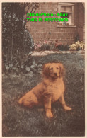 R359900 Brown Dog In The Garden At House. Postcard - World