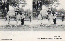 4V4Sb   Photo Vue Stéréoscopique Julien Damoy Paris Jardin D'Acclimatation Départ Sur Le Chameau - Photographs