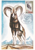 1er Jour, Mouflon Méditerranéen, Fonds Mondial Pour La Nature - 1960-1969