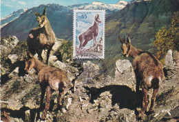 1er Jour, ISARD, Parc National Des Pyrénées Occidentales - 1970-1979