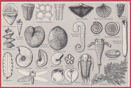Paléontologie. Fossiles. Plantes Et Animaux. Larousse 1960. - Documentos Históricos