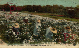 FRANCIA. FRANCE. La Cote D'Azur - La Cueillette Des Marguerites - Autres & Non Classés