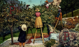 FRANCIA. FRANCE. La Cote D'Azur - La Cueillette De La Fleur D'oranger - Sonstige & Ohne Zuordnung