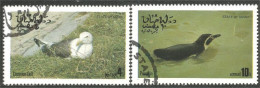 OI-212 Oman Gull Mouette Möwe Gabbiano Pingouin Penguin Alk Alca Mergulhao - Other & Unclassified