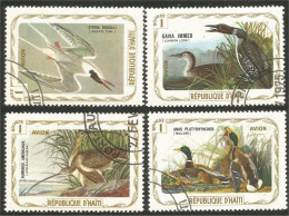 OI-192 Haiti Audubon Oiseaux Birds Vogeln Canard Duck Huard Mouette Seagull - Autres & Non Classés