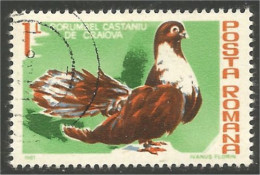 OI-175 Roumanie 1L Dove Colombe Pigeon Colomba Duif Taube Paloma - Altri & Non Classificati