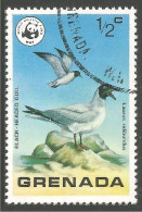 OI-65 Grenada WWF Gull Mouette Möwe Gabbiano - Gaviotas