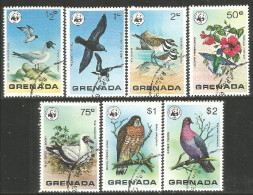 OI-56d Grenada Oiseau Bird Uccello Vogel Aigle Eagle Adler Adelaar Aquila - Águilas & Aves De Presa