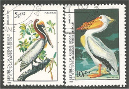 OI-51b Guinea Audubon Pelican Pelikan Pelikaan Pellicano Pelicano - Pélicans