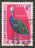 OI-31b Congo Paon Peacock Pfau Pavone Pavo Pacao Pauw - Pavos Reales