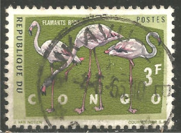 OI-30b Congo Flamant Rose Flamingo Flamenco Fenicottero - Flamingos