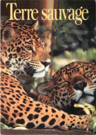 Animaux - Fauves - Jaguar - Terre Sauvage - Le Magazine De La Nature - Couple De Jaguars Au Belize - Photo Richard Poste - Altri & Non Classificati