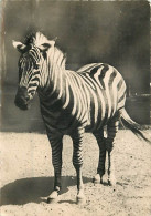 Animaux - Zèbres - Zèbre De Chappmann (Afrique) - Mention Photographie Véritable - Carte Dentelée - CPSM Grand Format -  - Zebra's