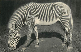 Animaux - Zèbres - Museum National D'Histoire Naturelle - Parc Zoologique Du Bois De Vincennes - Un Zèbre De Grévy - CPA - Zebra's