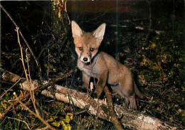 Animaux - Renards - Renardeau - Fox - CPM - Voir Scans Recto-Verso - Altri & Non Classificati