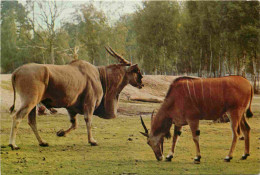 Animaux - Elan - Elans Du Cap En Liberté - Safari Parc Du Haut Vivarais - Zoo - CPM - Carte Neuve - Voir Scans Recto-Ver - Autres & Non Classés