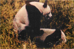 Animaux - Panda - Giant Panda - Chine - China - CPM - Carte Neuve - Voir Scans Recto-Verso - Autres & Non Classés