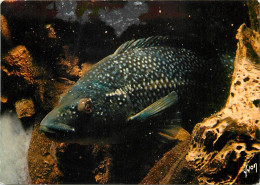 Animaux - Poissons - Aquarium Et Musée D'Arcachon - Vieille (Labrus Berggylta) - CPM - Voir Scans Recto-Verso - Vissen & Schaaldieren