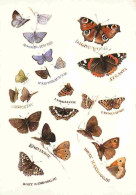 Animaux - Papillons - 22 Espèces Différentes - CPM - Voir Scans Recto-Verso - Mariposas