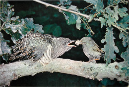 Animaux - Oiseaux - Jeune Coucou Nourrit Par Un Accenteur Mouchet - Cuckoo And Dunnock - Carte Neuve - CPM - Voir Scans  - Uccelli