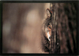 Animaux - Loups - Gray Wolf, Northern Minnesota - Wolf - Lobo - CPM - Carte Neuve - Voir Scans Recto-Verso - Sonstige & Ohne Zuordnung