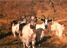 Animaux - Chèvres - Cévennes - Chèvres Cévenoles - CPM - Voir Scans Recto-Verso - Other & Unclassified